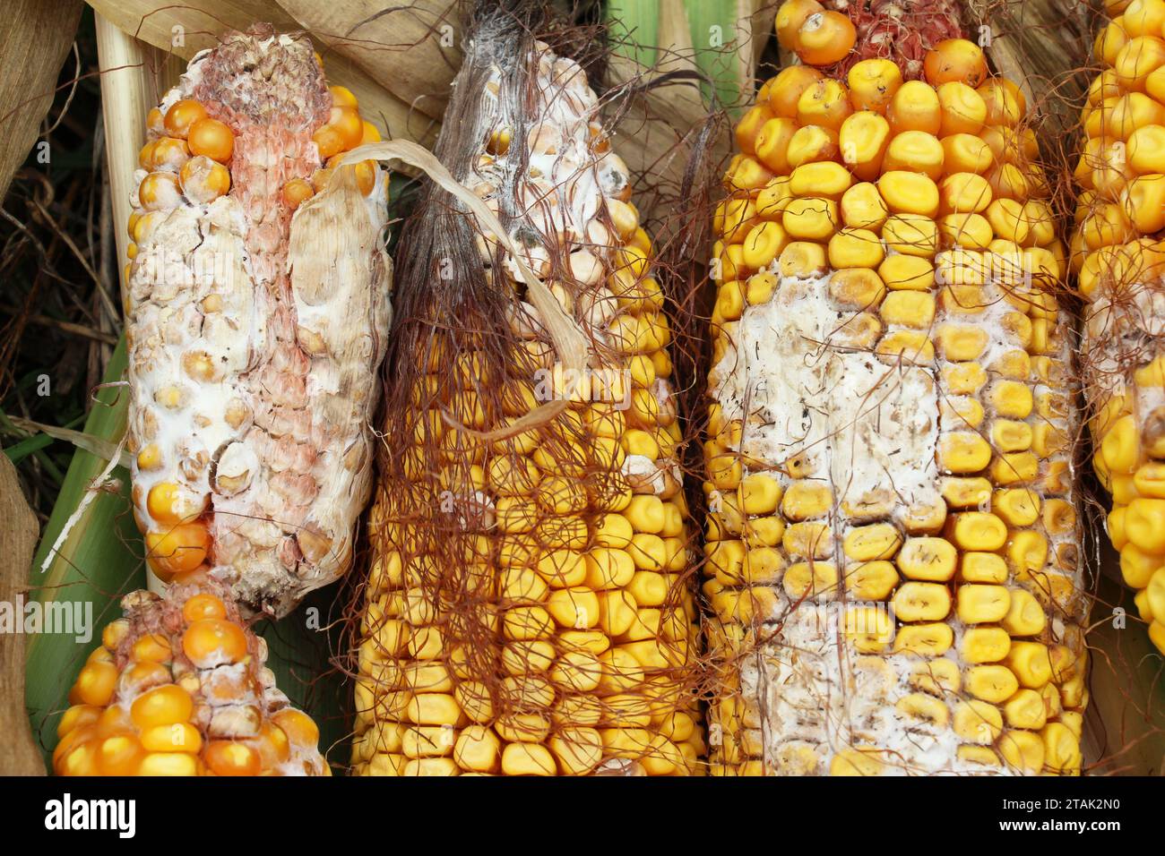 Corn cobs affected by a fungal disease fusarium (Fusarium moniliforme