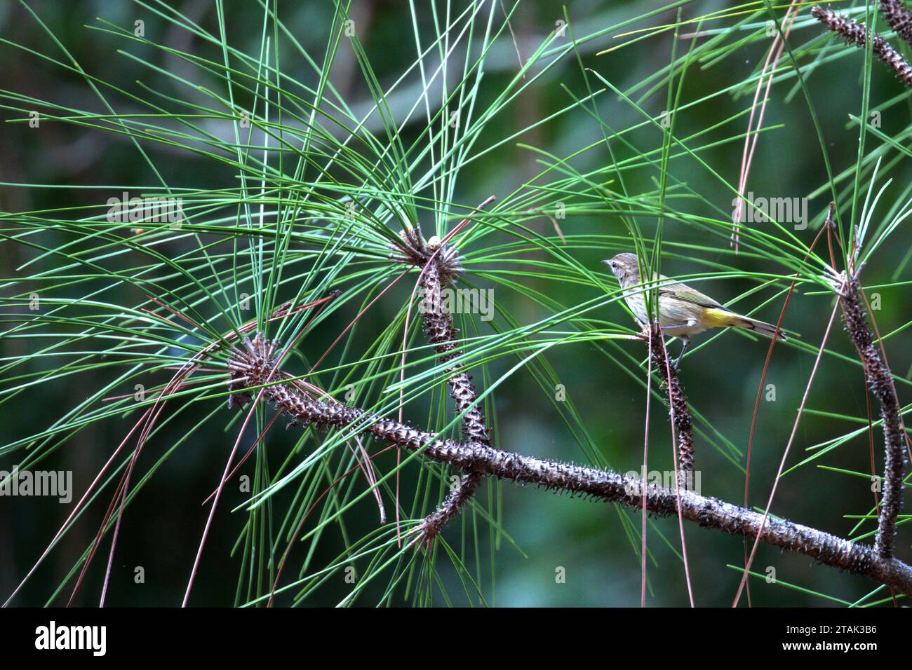 Alligator in Lake Tarpon Stock Photo Alamy