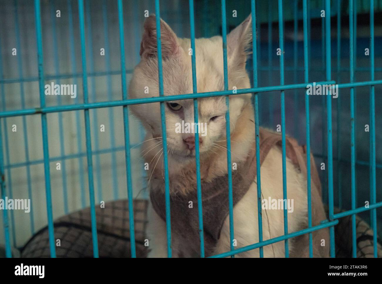 Cat Rescued From Sll Poor sick cat with infection in shelter behind fence waiting to be ...