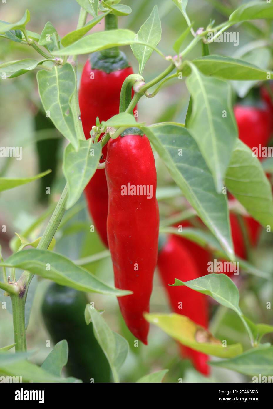 Hot chili pepper pods grow on a plant in open ground Stock Photo