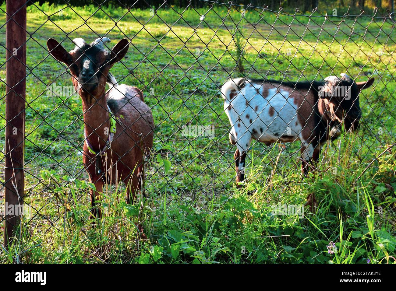 Two goats are standing next to a wire fence. Tame, domestic animals stay peacefully on the fenced property. Stock Photo
