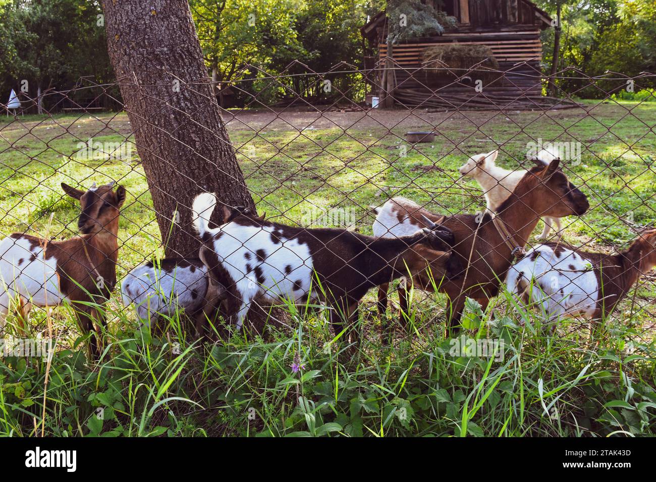 Five goats and a dog on a wire-fenced farm. The dog guards the goats. Peaceful animals on a rural farm Stock Photo
