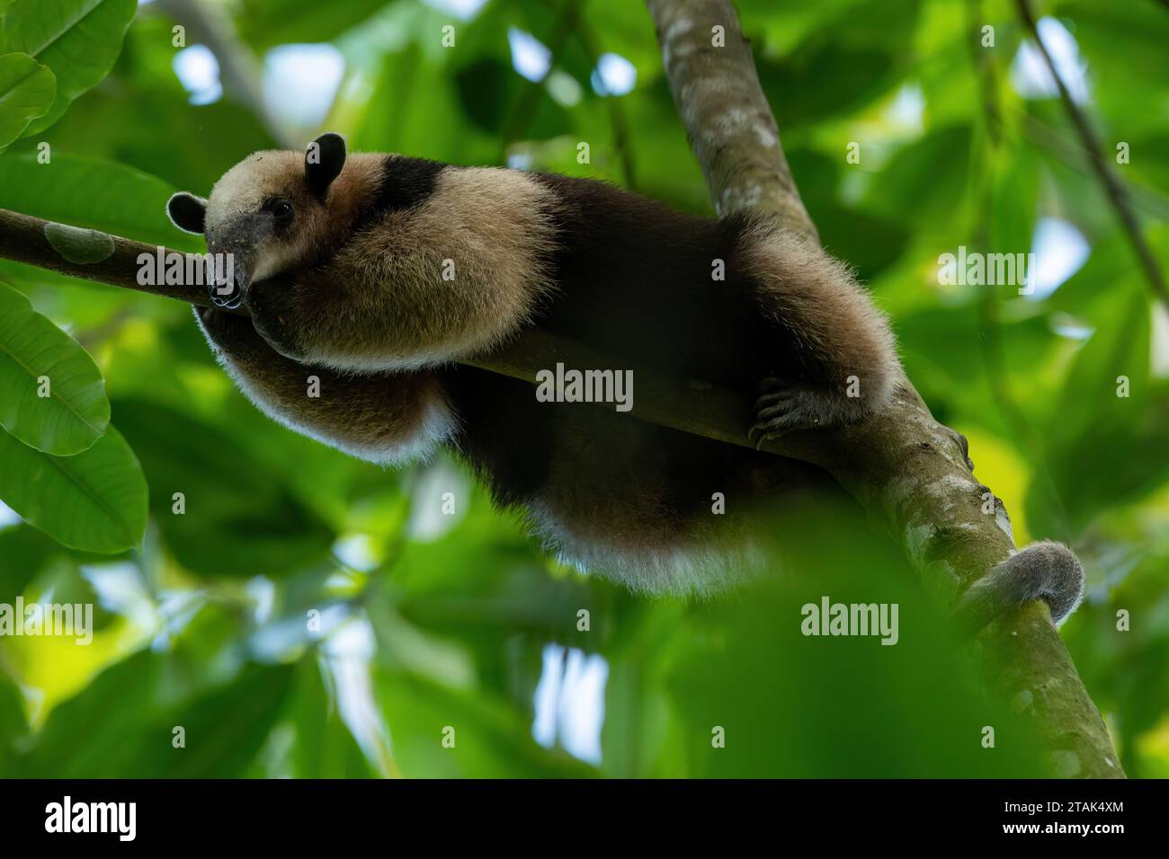 Northern Tamandua - Tamandua mexicana species of anteater, tropical and