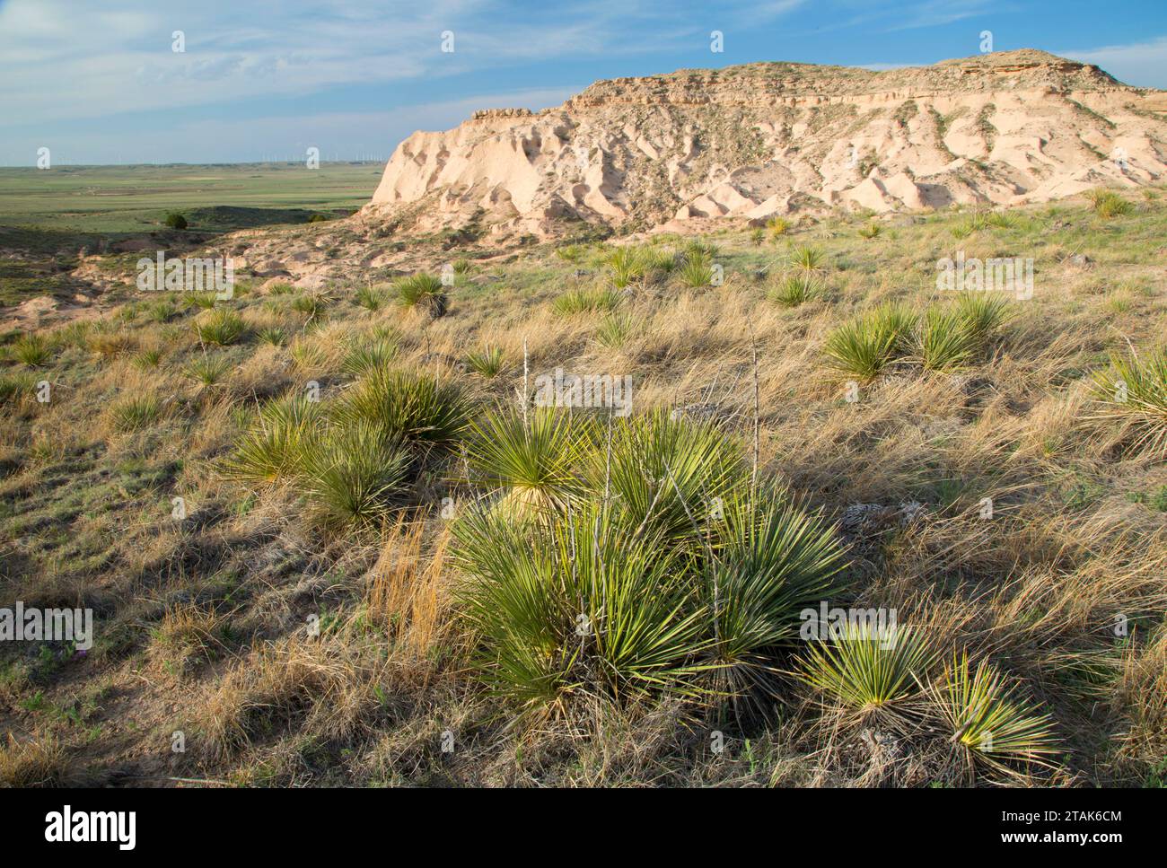 Chalk Bluffs with Soaptree yucca from Pawnee Buttes Trail, Pawnee