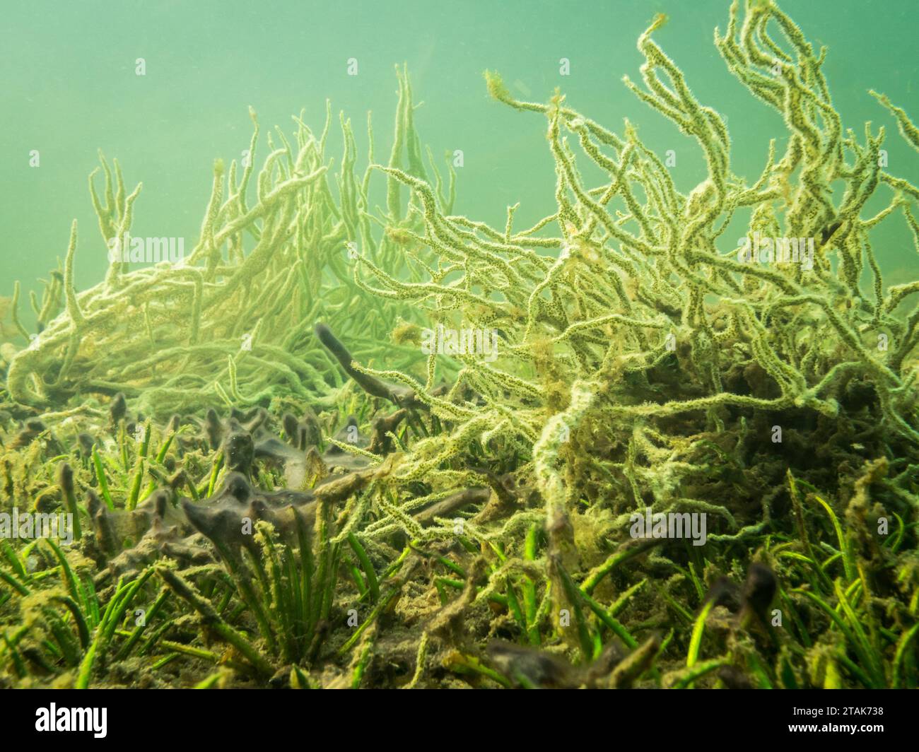 Freshwater sponge growing on lake bottom Stock Photo Alamy