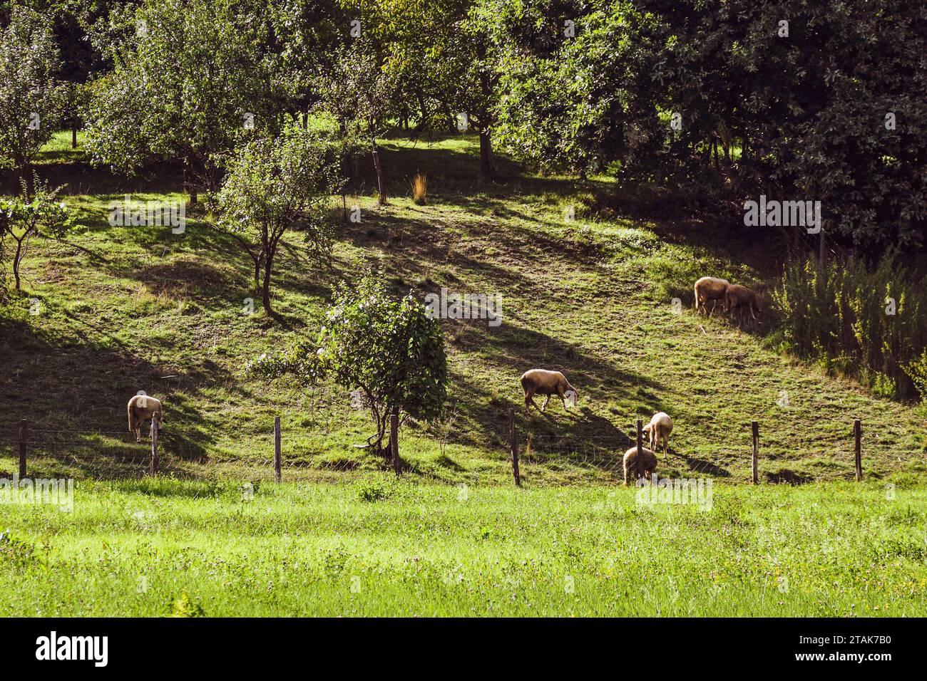 Sheep grazing. A green uncut meadow and a wire-fenced property behind the meadow Stock Photo