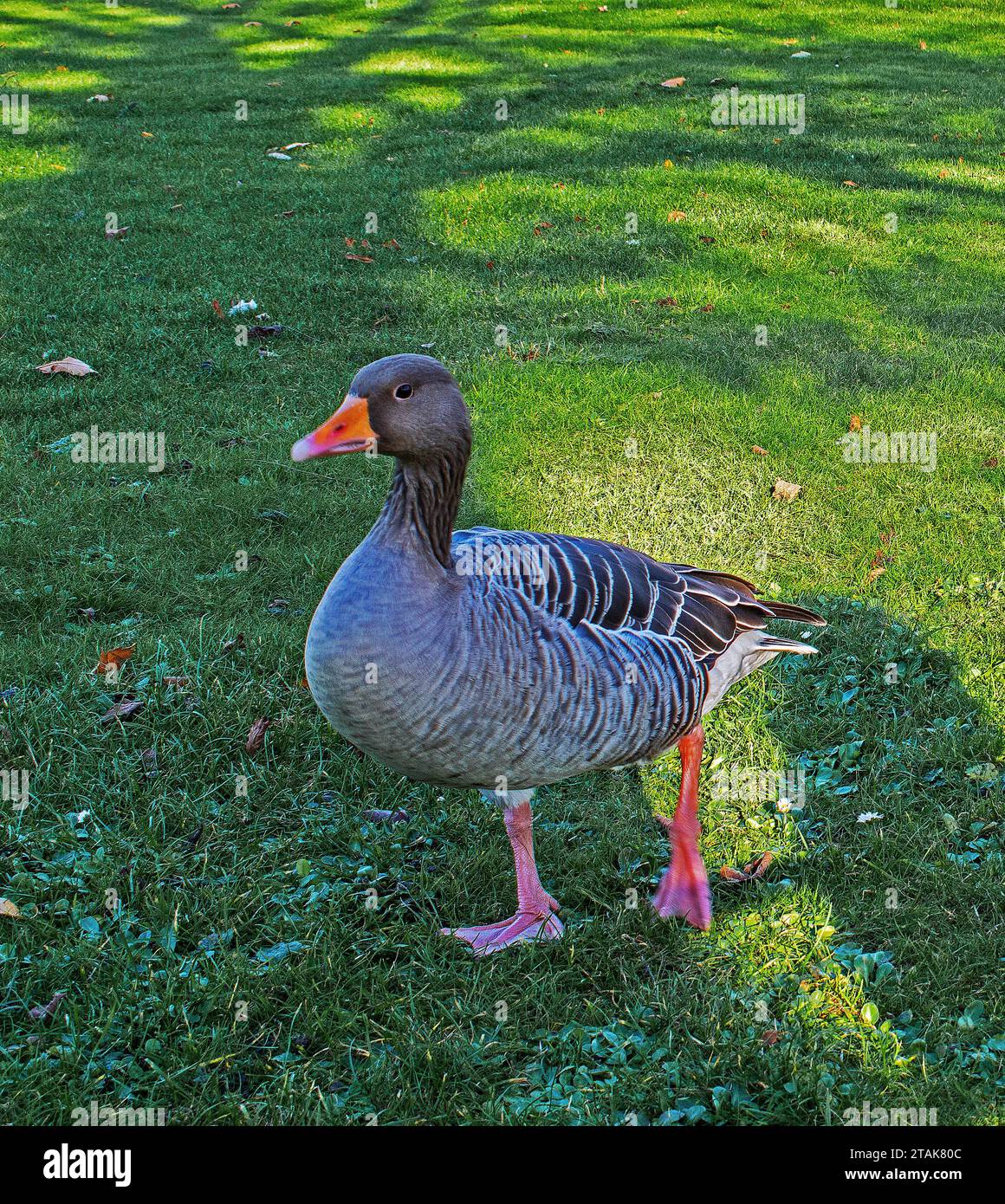 Greylag Goose 'Anser anser'. Stock Photo