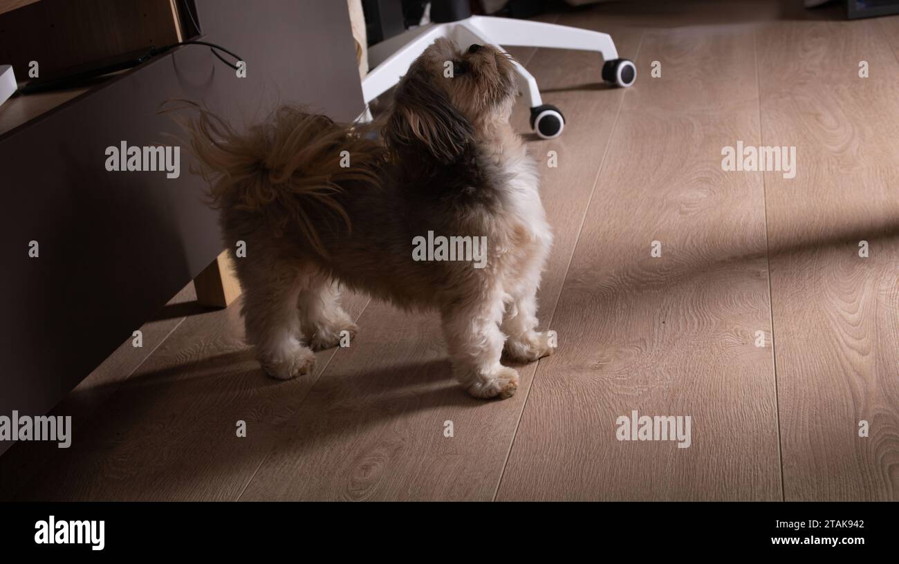 photograph, shih tzu, domestic animals, purebred dog, living room, no people, pet, animal, young, small, friend, funny, copy space, flooring Stock Photo