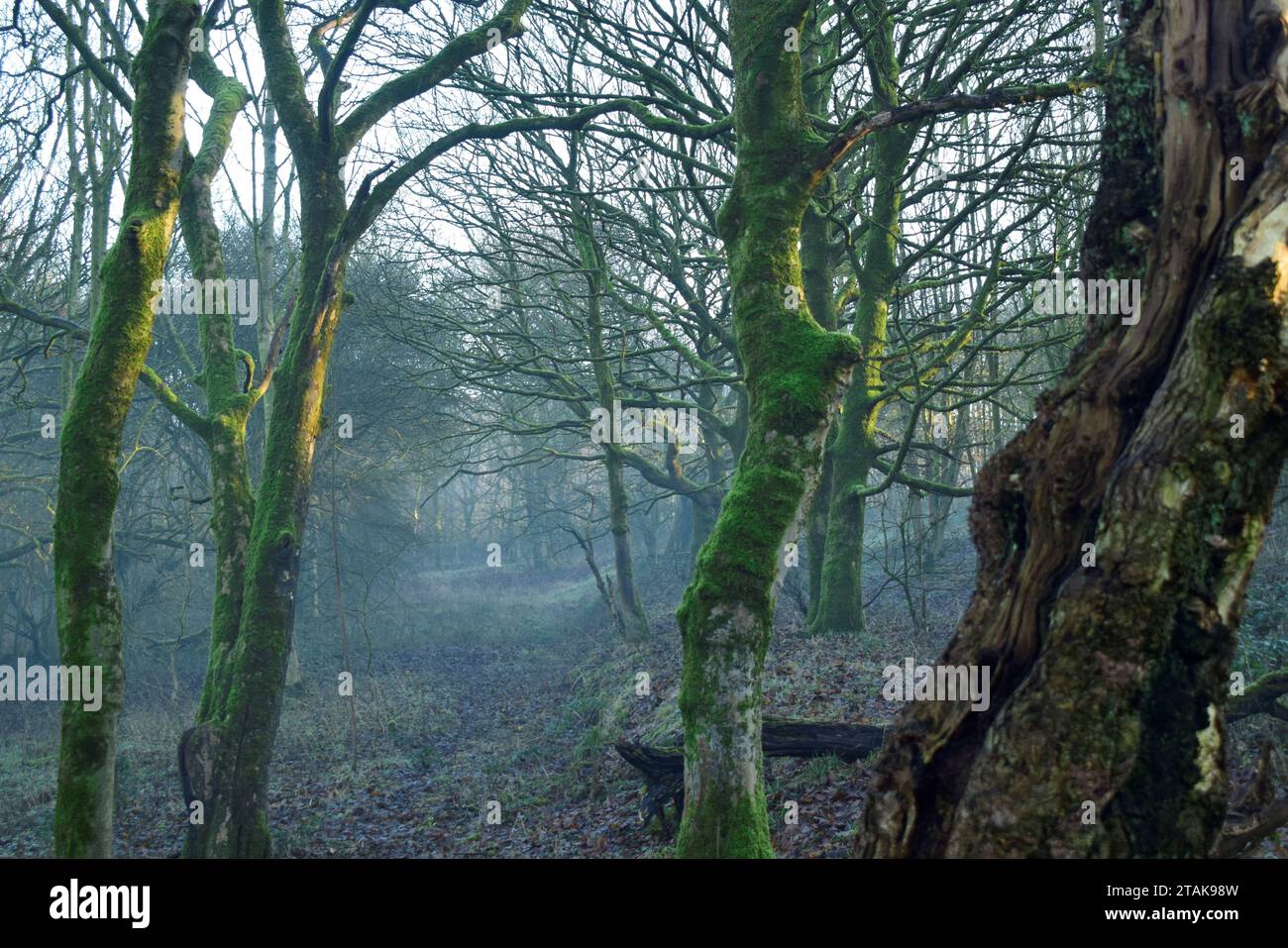 haunted wood, do not look behind you if you have a nervous disposition walk through these woods in daylight these woods have history . Stock Photo