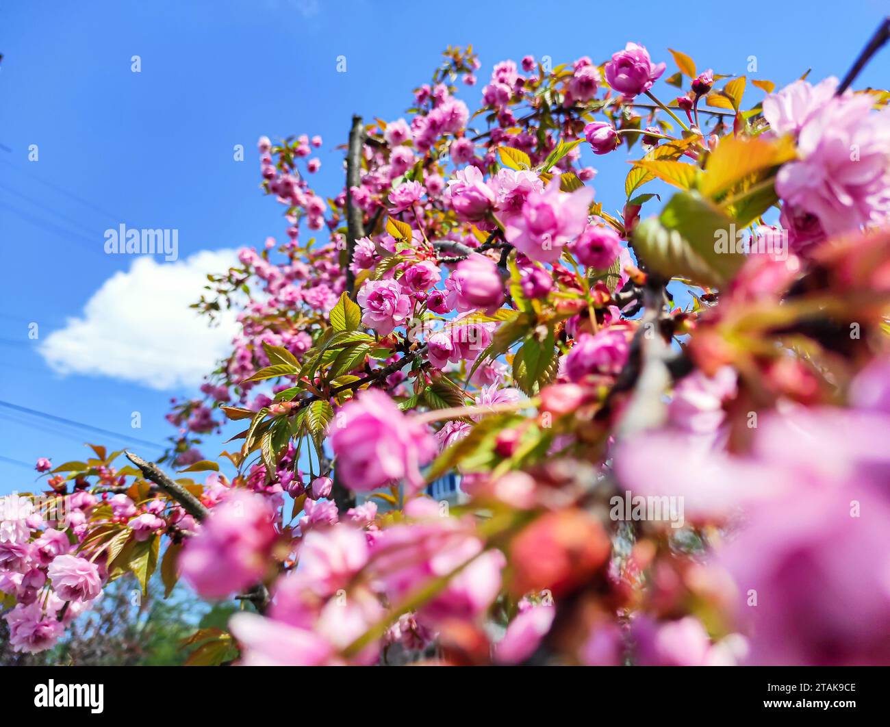 Sakura cherry blossom on a sakura tree in spring, interesting composition, cloud on background, close-up with far focus Stock Photo