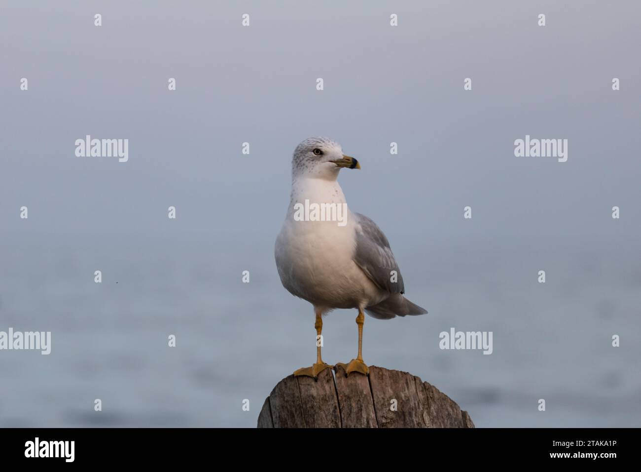 Seagull perched on a pier post with water in the background Stock Photo