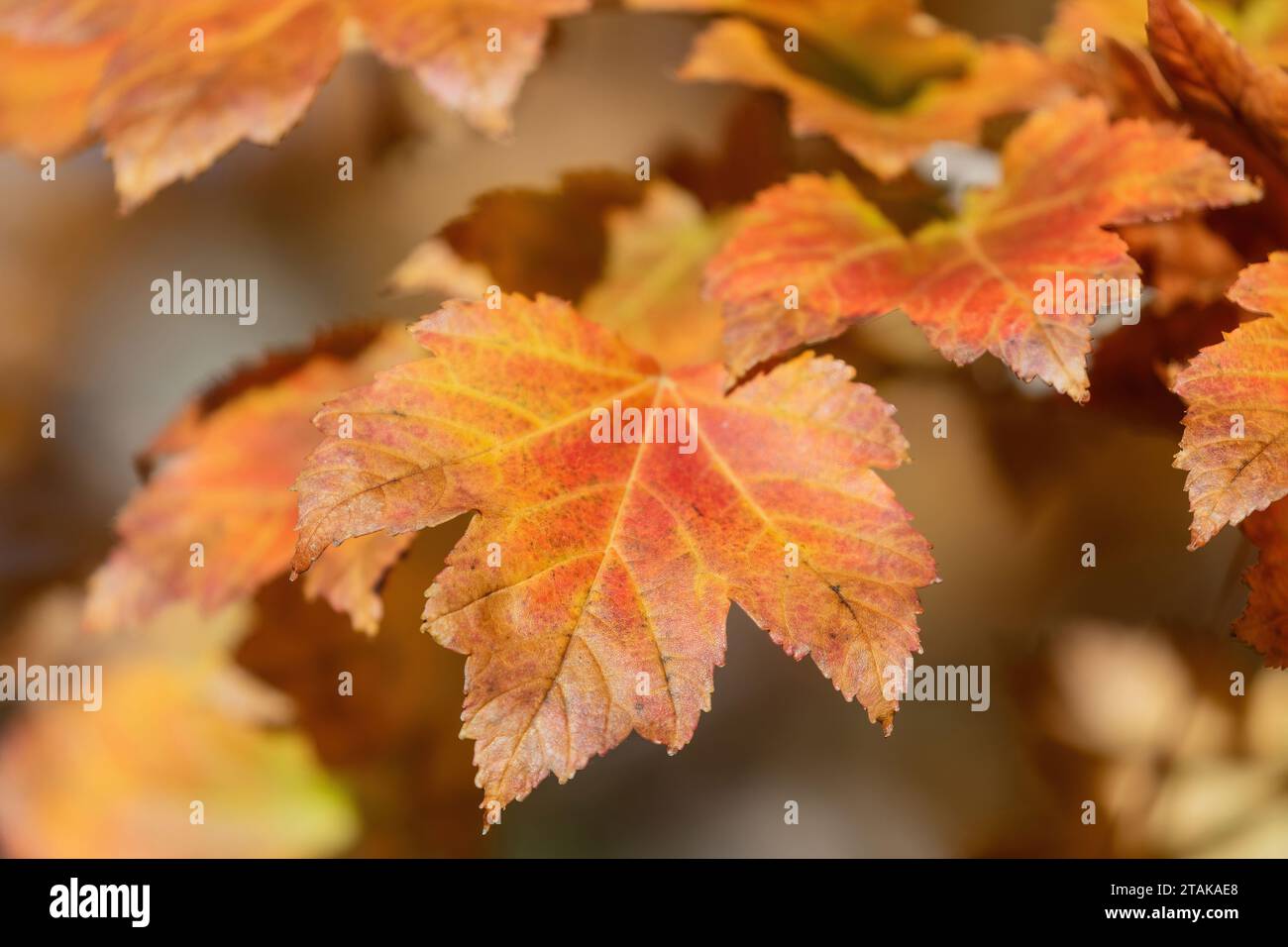 Bright Colorful Autumn Leaves Stock Photo