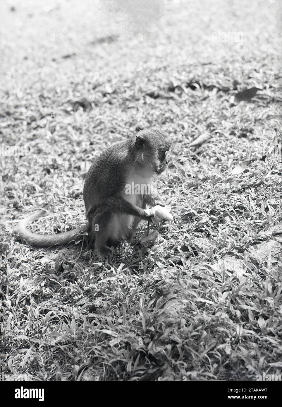 1960s, historical, small monkey on ground. Stock Photo