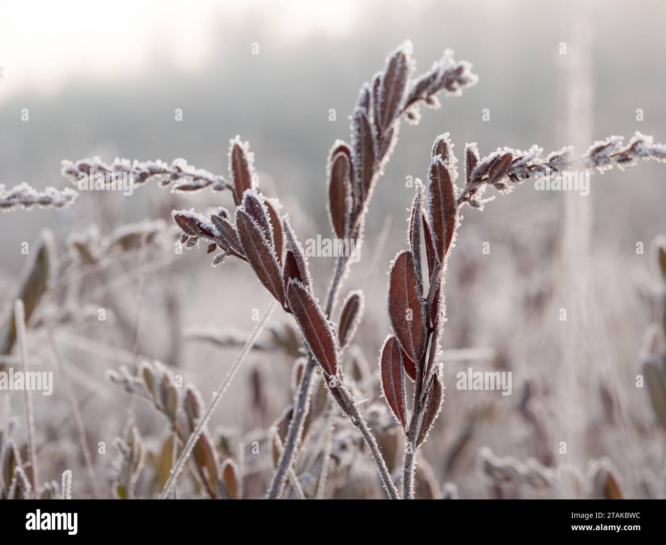 Frozen leatherleaf twigs at bog Stock Photo