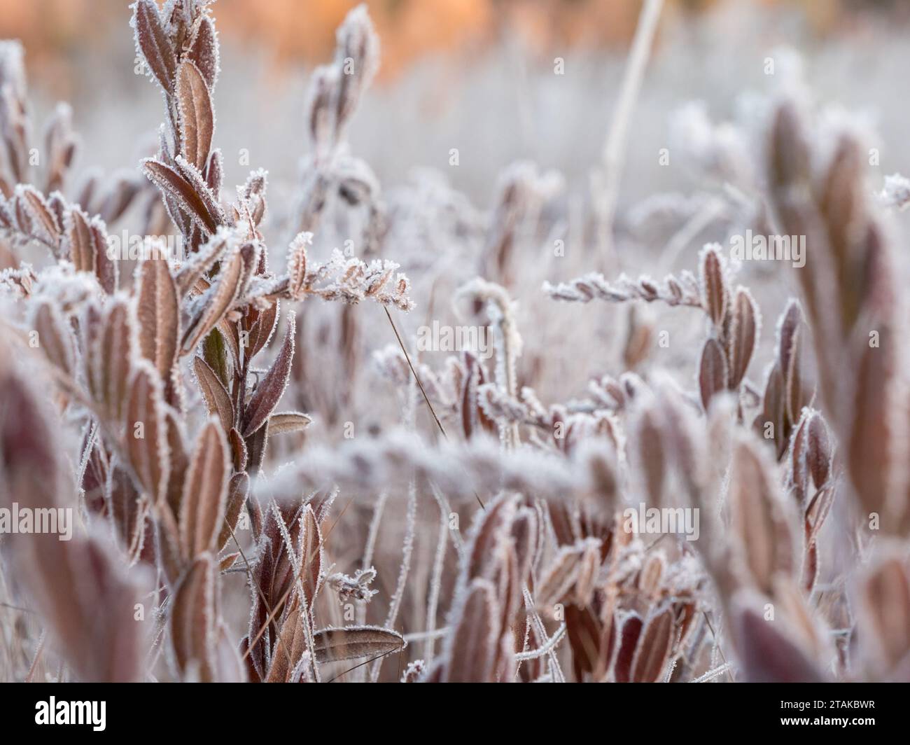 Frozen leatherleaf twigs at bog Stock Photo