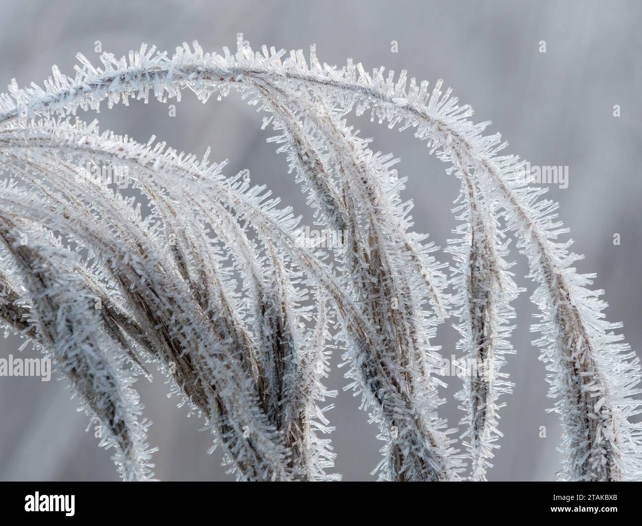 Frozen spike of common reed Stock Photo - Alamy