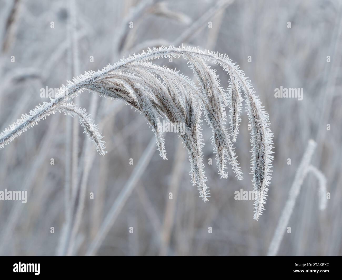 Frozen spike of common reed Stock Photo - Alamy