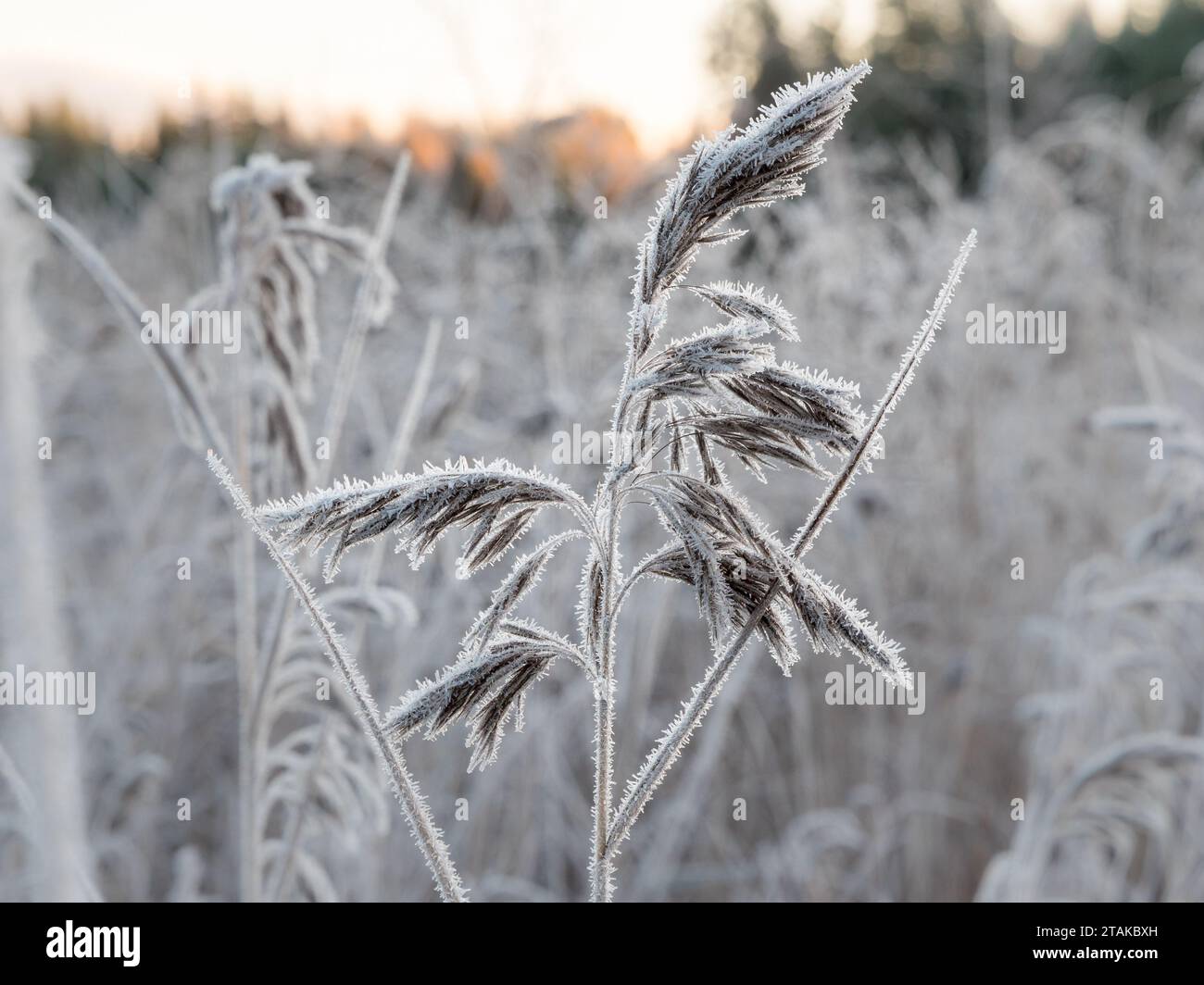 Common foxtail hi-res stock photography and images - Alamy