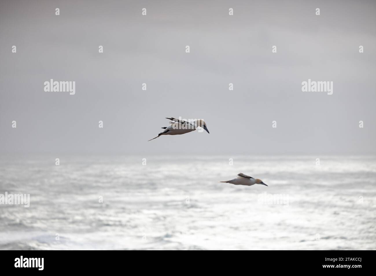 An aerial view of two birds soaring above the vast expanse of an azure ... - Big Aerial Bird Expanses Properties