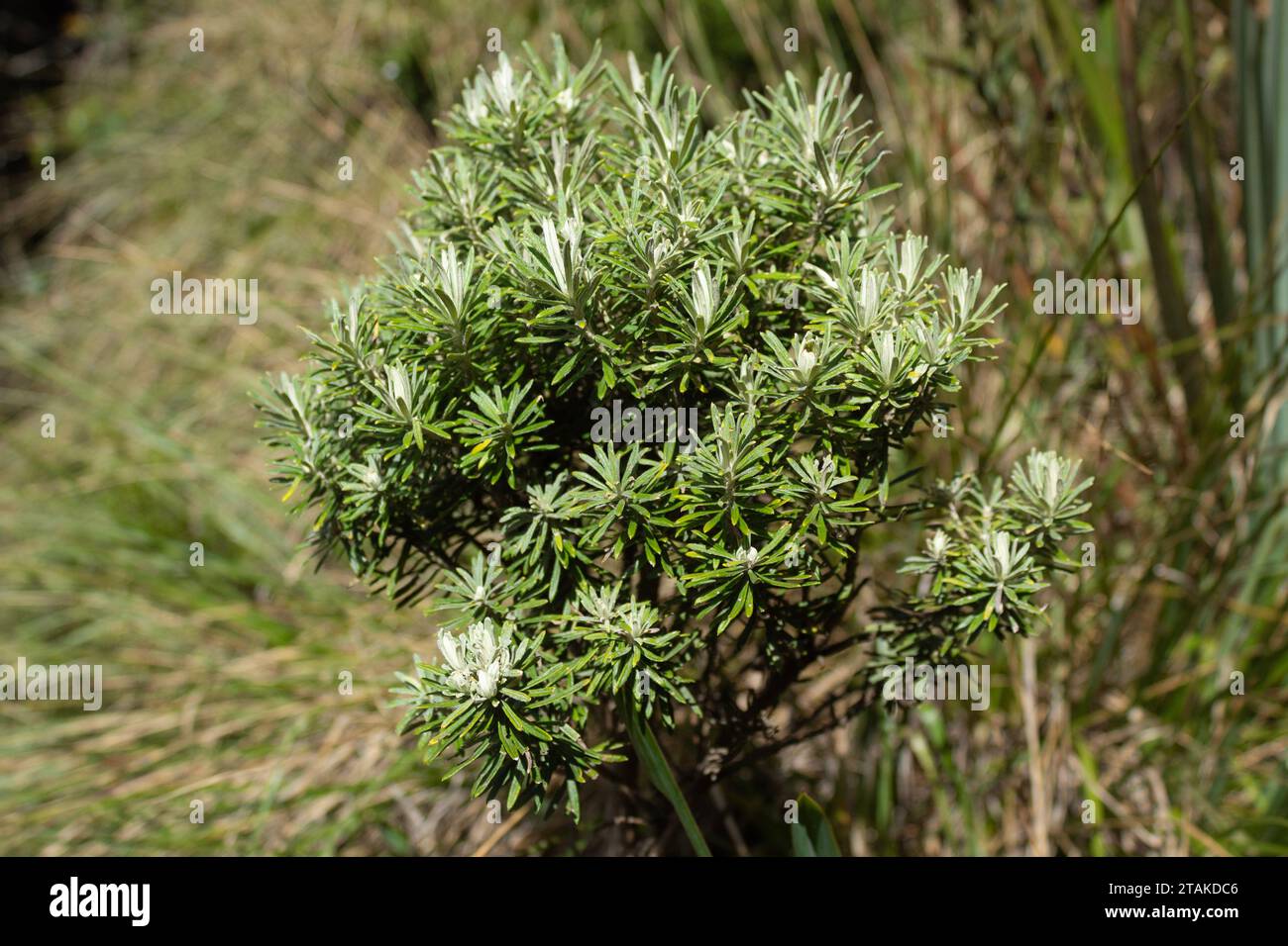 Closeup to a wild diplostephium specimen plant at colombian badland in sunny day Stock Photo
