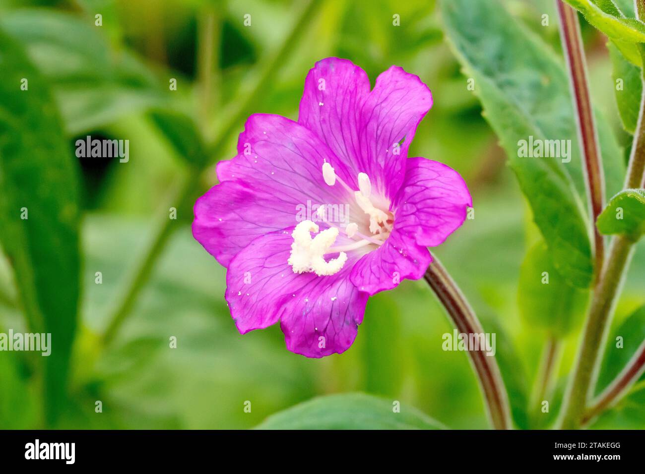 Great Willowherb (epilobium hirsutum), close up of a single pink flower of the plant, isolated from the background. Stock Photo