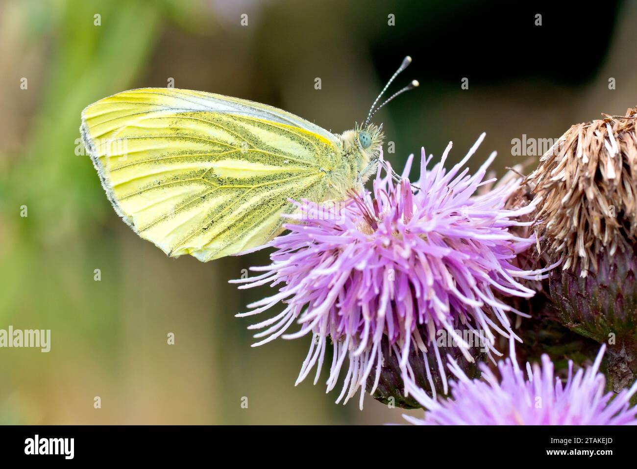 Green-veined White (pieris napi), close up of a single specimen of the butterfly at rest on the flower of a Creeping Thistle (cirsium arvense). Stock Photo