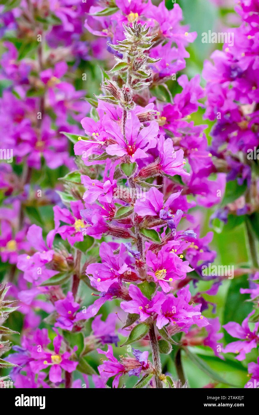 Purple Loosestrife (lythrum salicaria), close up showing the spike of purple to pink flowers produced by the waterside plant in the summer. Stock Photo