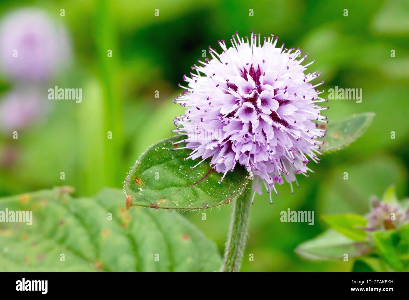 Water Mint mentha Aquatica Close Up Showing A Single Round Pink To water-mint-mentha-aquatica-close-up-showing-a-single-round-pink-to