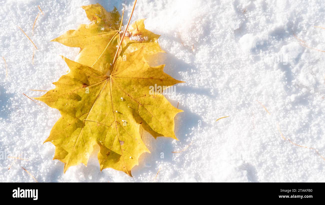 Zimowe klimaty, żółty liść na tle białego śniegu, zdjęcie z miejscem na tekst Stock Photo