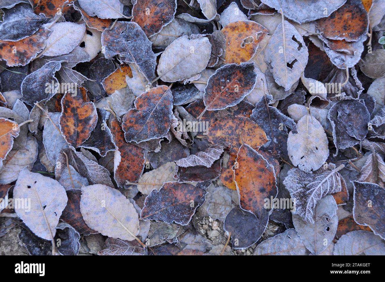 Autumn leaves, frosted Stock Photo