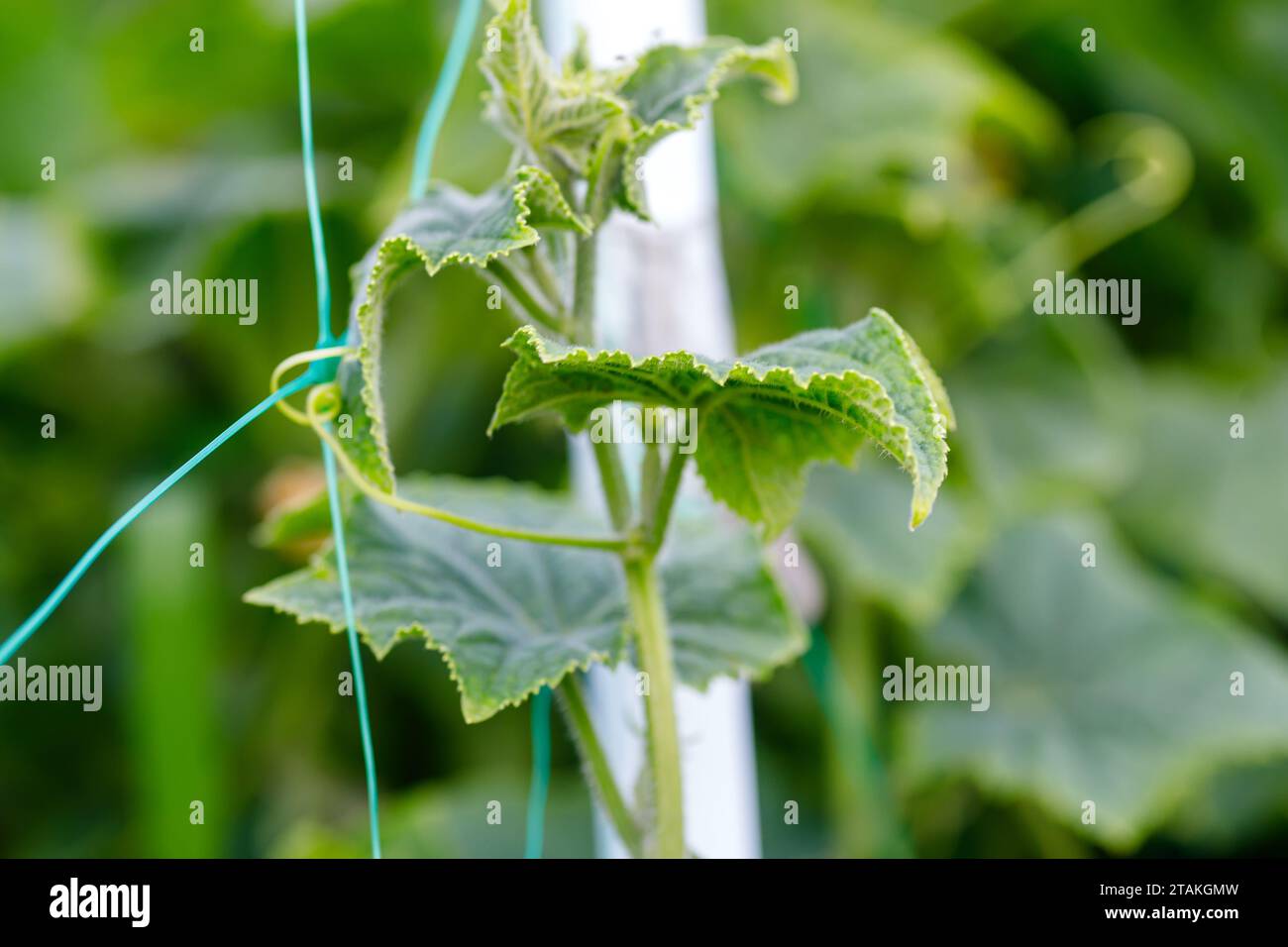 Cucumis sativus harvesting hi-res stock photography and images - Alamy