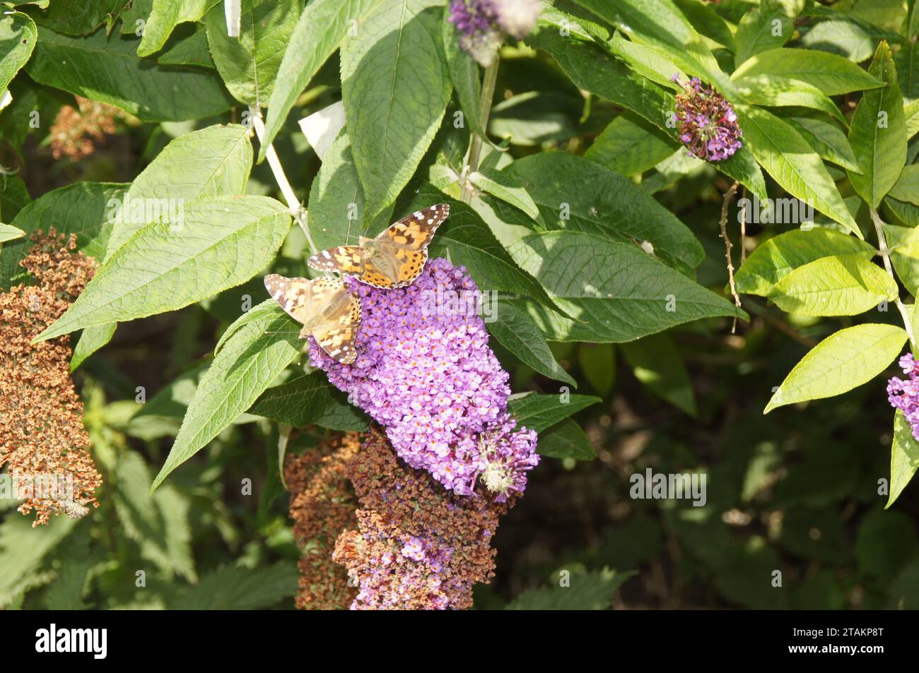 Painted Lady Vanessa cardui, Lothersdale, North Yorkshire, England, UK Stock Photo