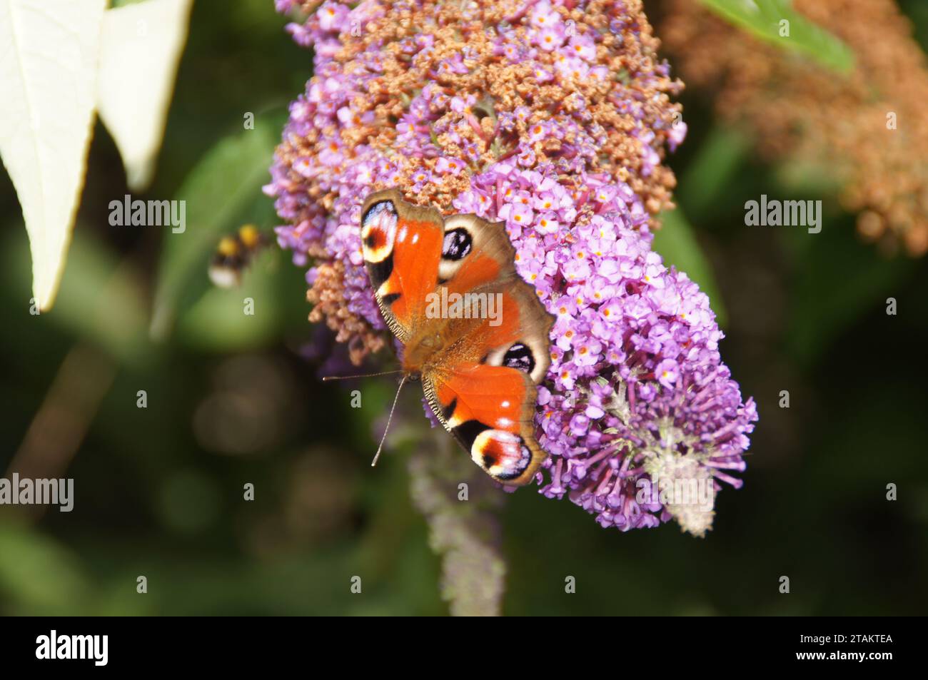 Peacock Butterfly (Aglais io) on a Buddleja Bush, Lothersdale, North Yorkshire, England, UK Stock Photo