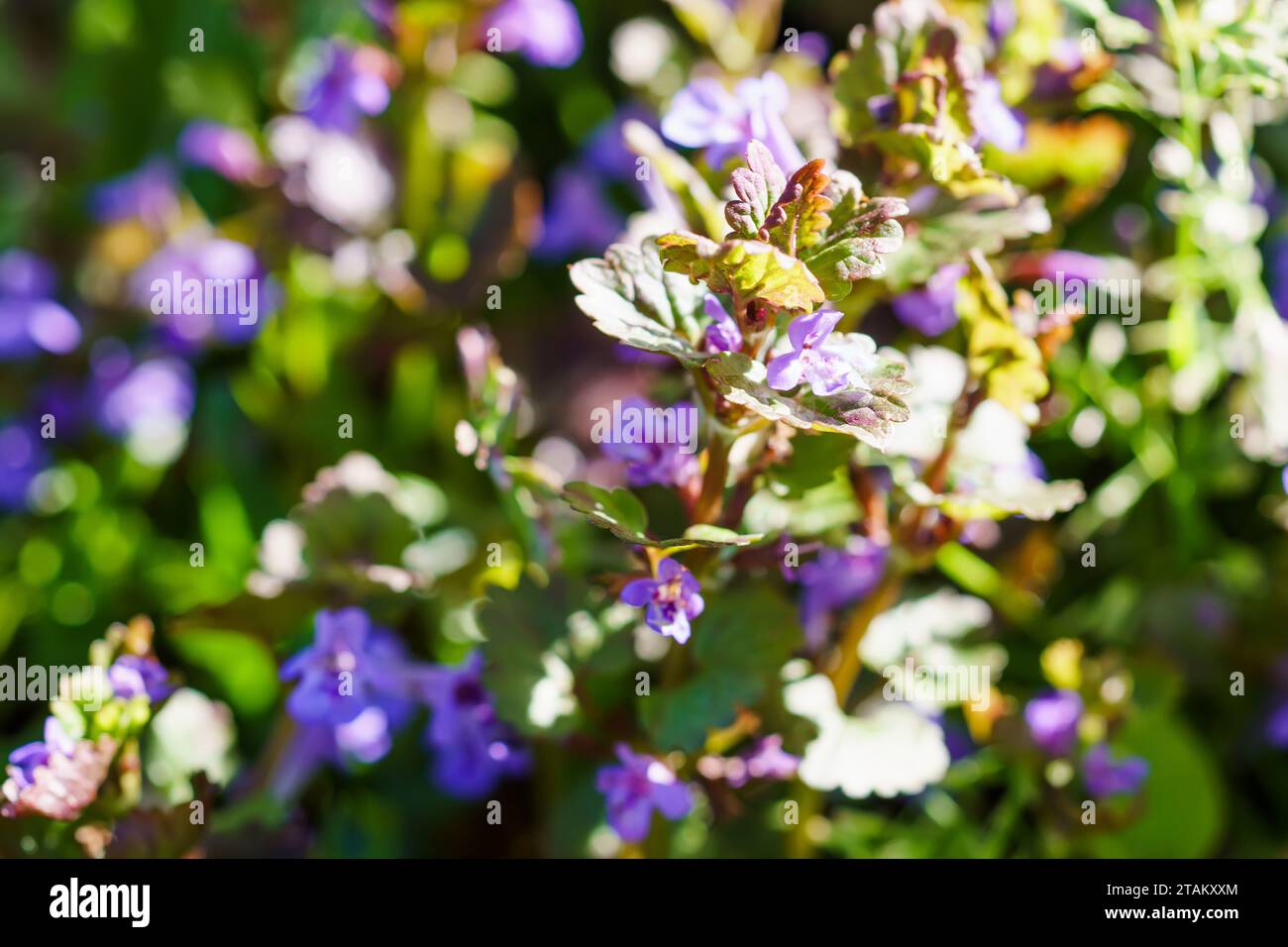 Glechoma hederacea, field balm and run-away-robin in the spring on the lawn during flowering. Blue or purple flowers used by the herbalist in alternat Stock Photo