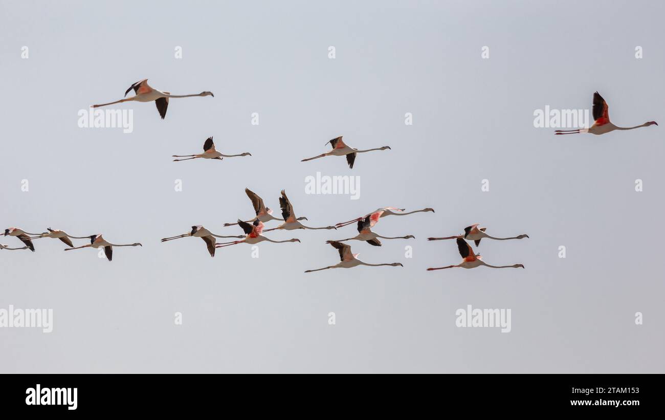 Flock of Greater Flamingos (Phoenicopterus roseus) flying over Ras Al Khor Wildlife Sanctuary in Dubai, birds against clear sky. Stock Photo