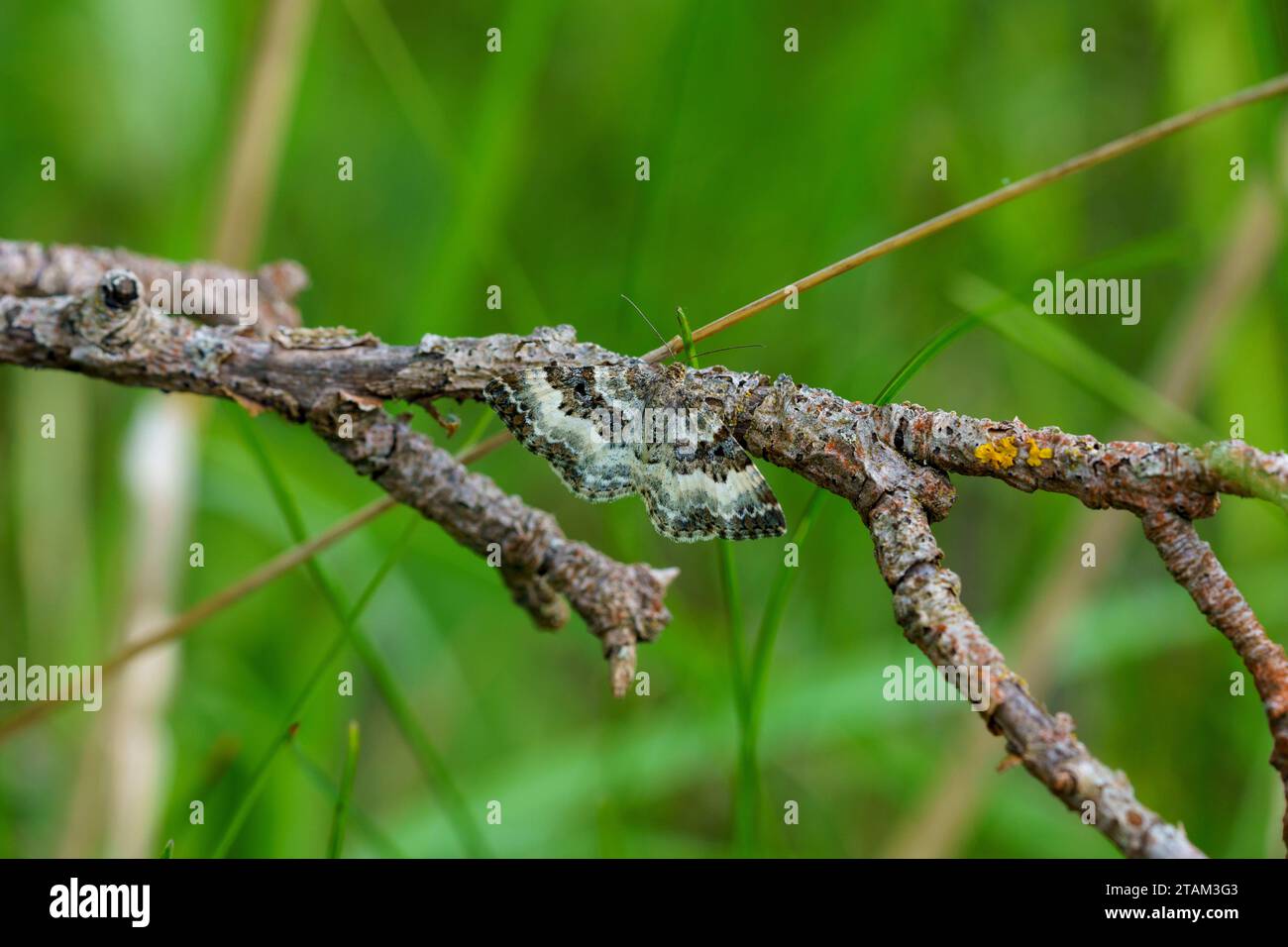 Carpet moth hires stock photography and images Alamy