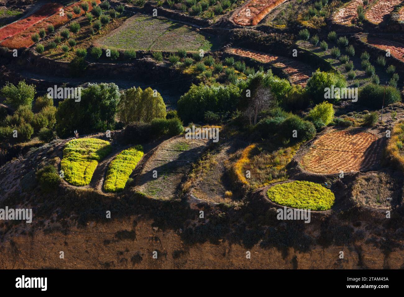 Crops of harvested high altitude barley and apaple orchards on terraced