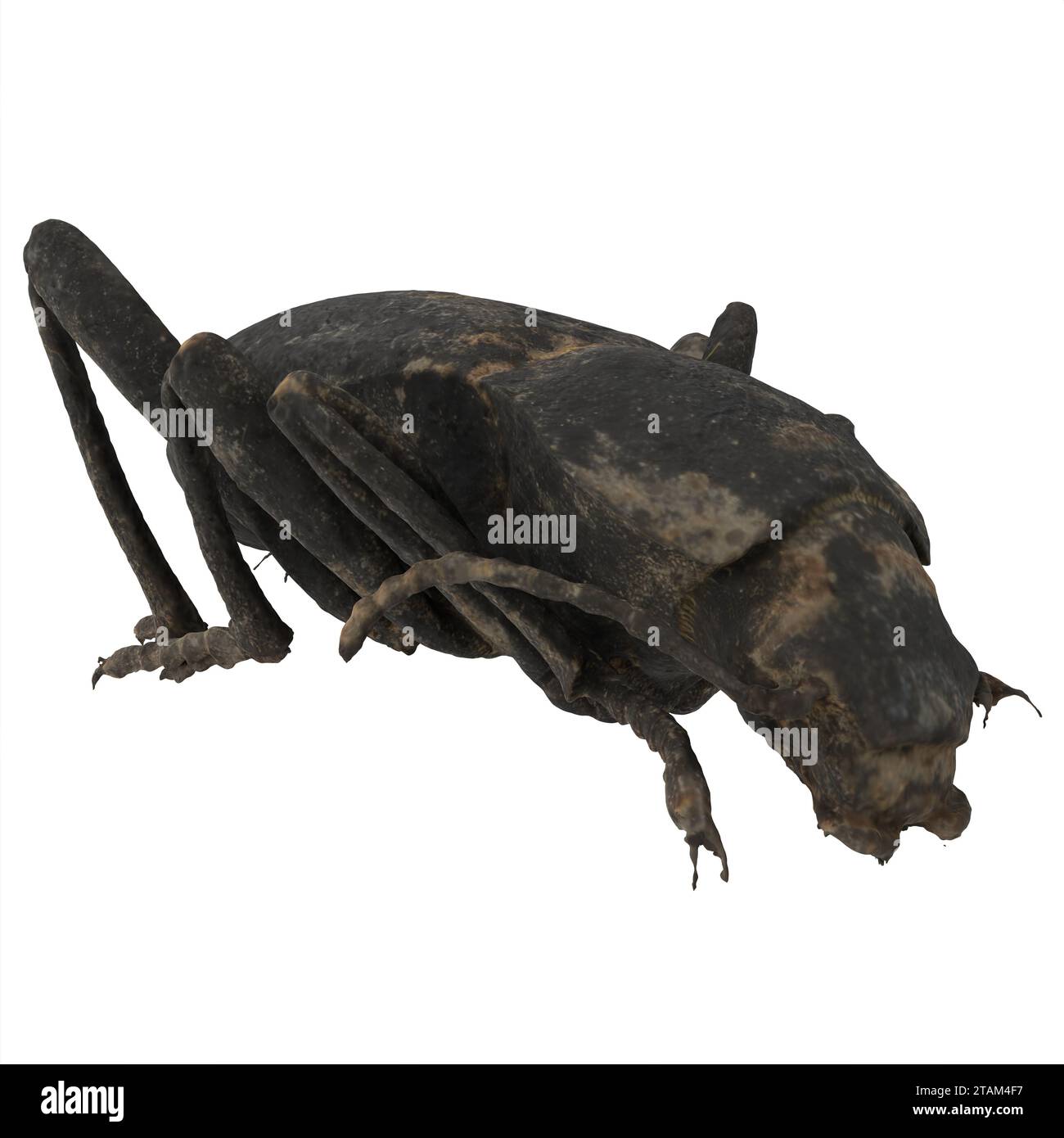 Black Beetle isolated on white background Stock Photo