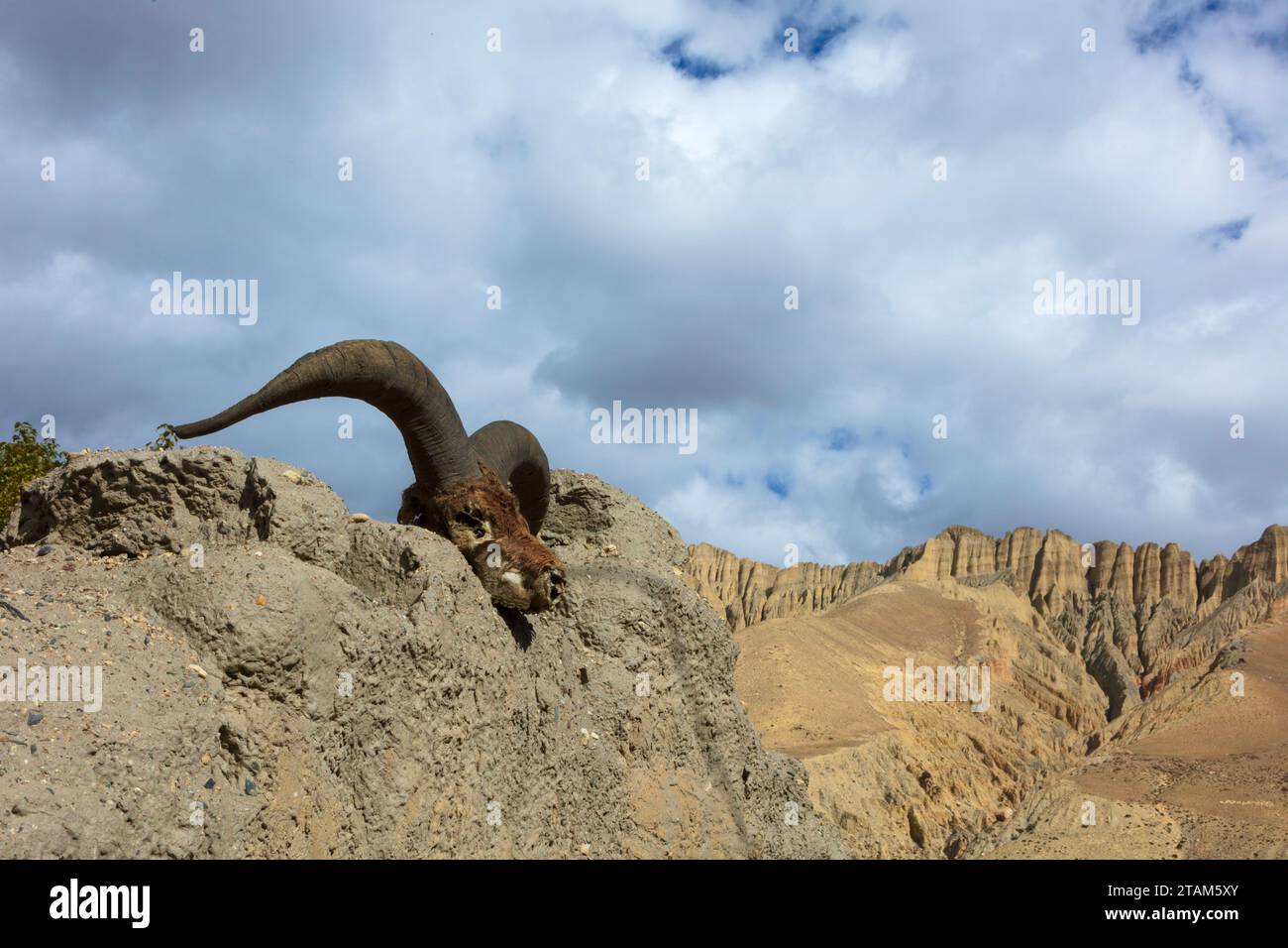 Head of a Blue Sheep in Ghami village  - Mustang District, Nepal Stock Photo