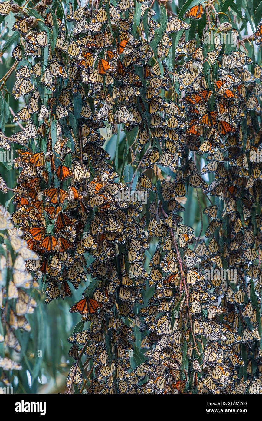 Monarch butterflies clusters in the limbs of majestic Eucalyptus trees ...