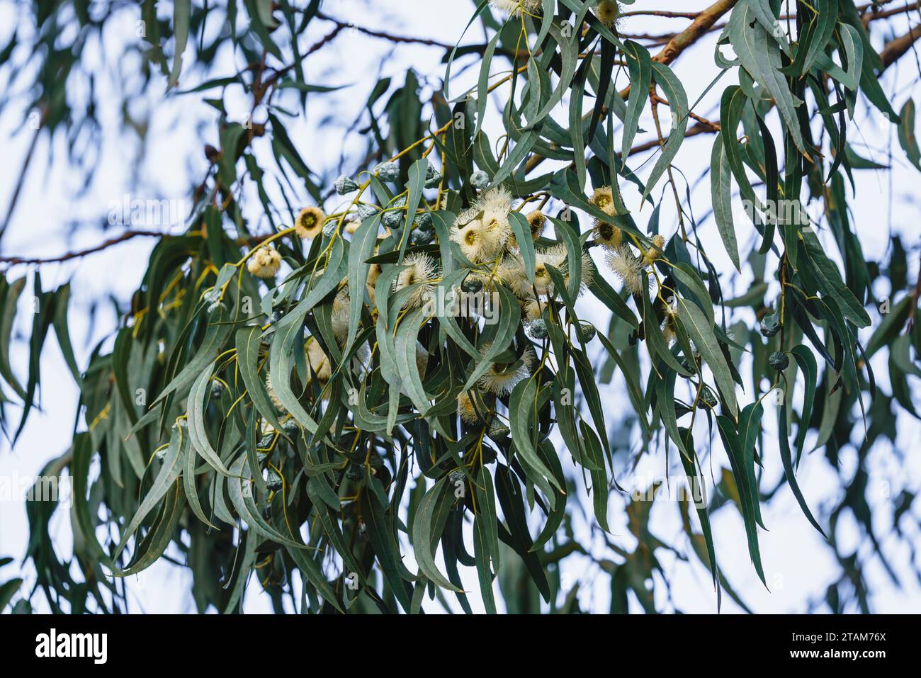 Branch of Eucalyptus tree with gum nuts, the woody fruits of eucalyptus