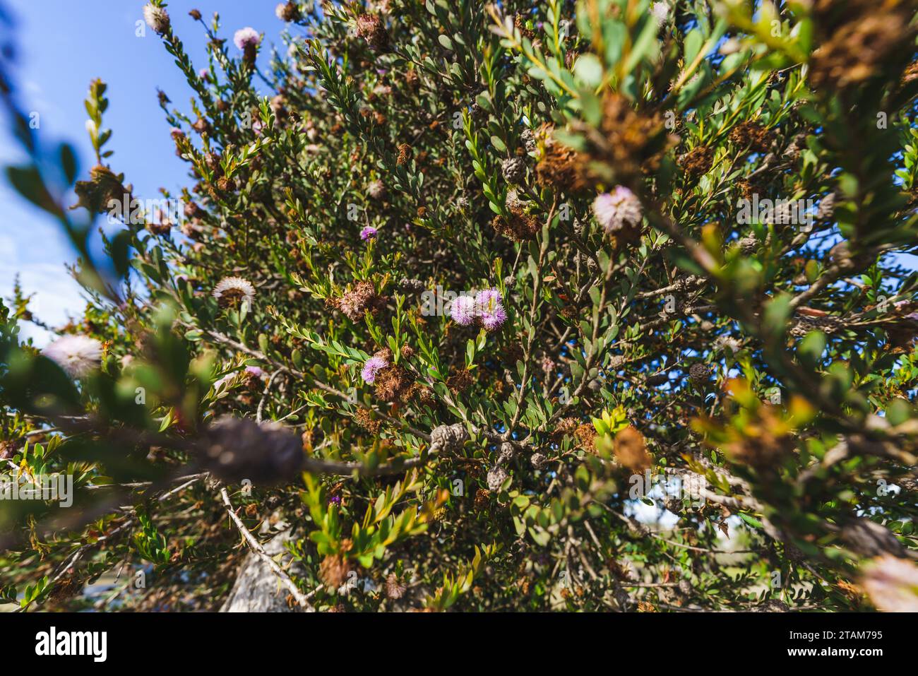 Snowy Honey-myrtle (Melaleuca nesophila), also known as pink melaleuca, is a plant in the myrtle family. Close-up view with blue sky in the background Stock Photo