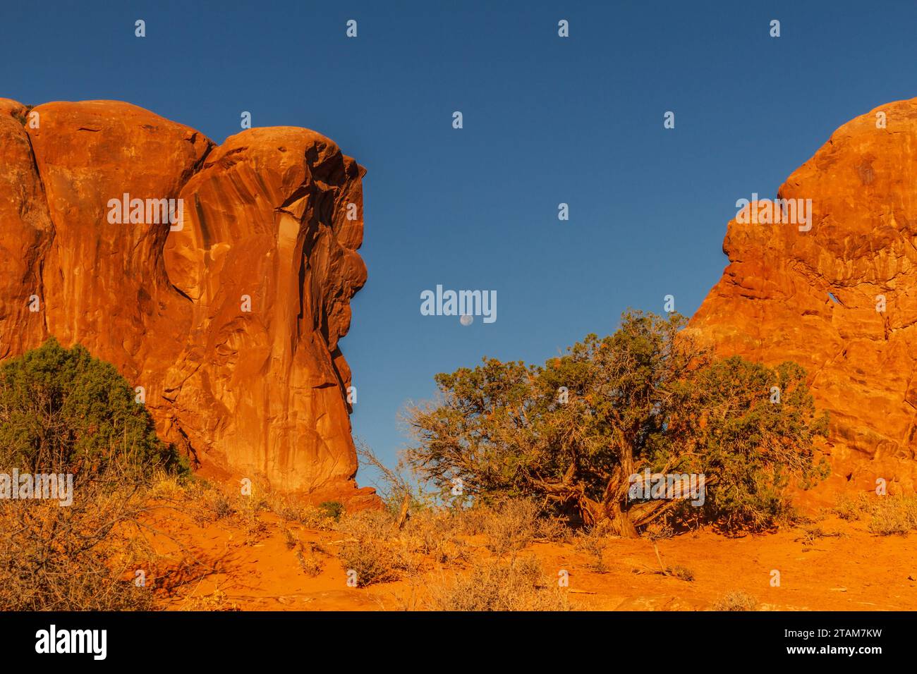 Sandstone rock formations in early morning light in Arches National Park in Utah. Stock Photo