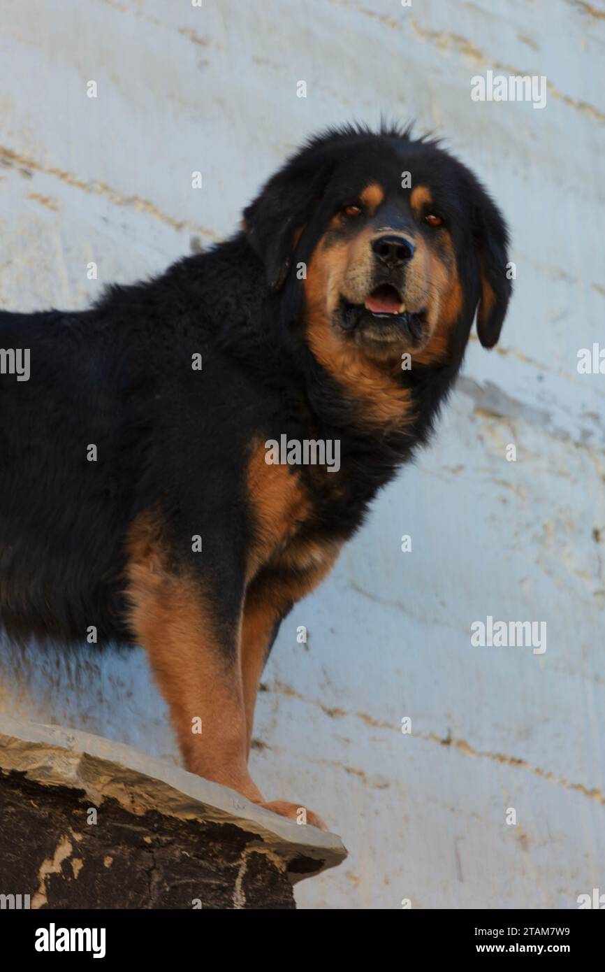 A Tibetan Mastiff gaurds a monastery in Lo Manthang, the capital of Mustang District, Nepal Stock Photo