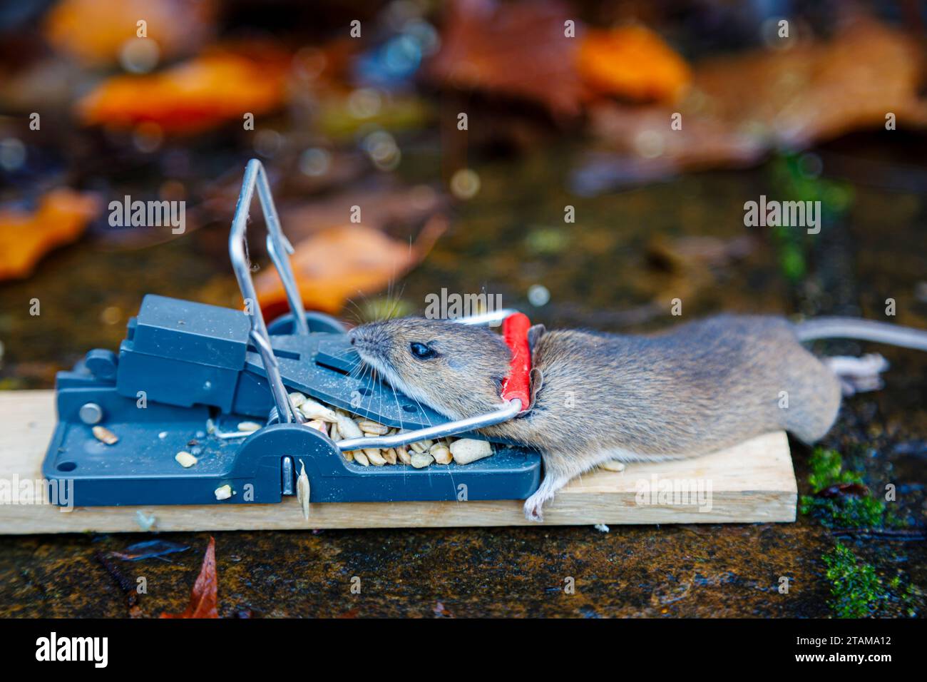 https://c8.alamy.com/comp/2TAMA12/a-dead-house-mouse-mus-musculus-caught-in-a-typical-traditional-baited-humane-spring-loaded-bar-mousetrap-2TAMA12.jpg