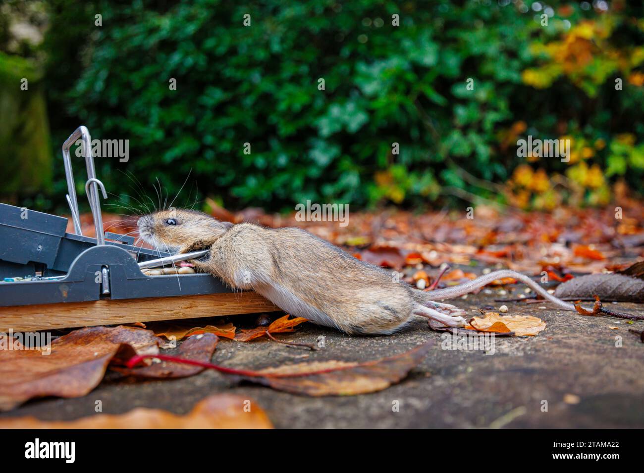 https://c8.alamy.com/comp/2TAMA22/a-dead-house-mouse-mus-musculus-caught-in-a-typical-traditional-baited-humane-spring-loaded-bar-mousetrap-2TAMA22.jpg