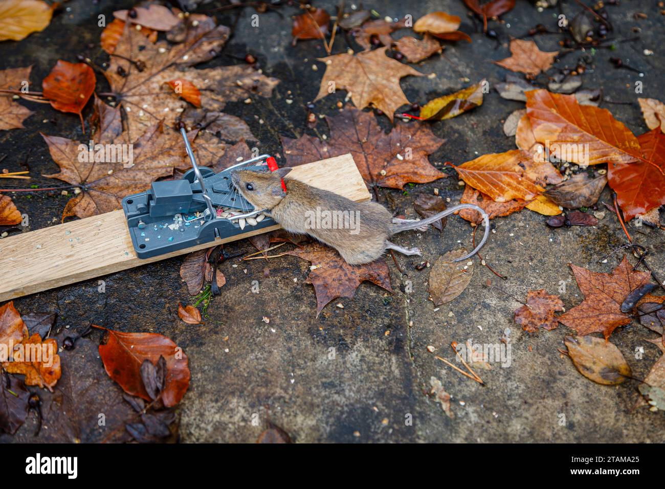 https://c8.alamy.com/comp/2TAMA25/a-dead-house-mouse-mus-musculus-caught-in-a-typical-traditional-baited-humane-spring-loaded-bar-mousetrap-2TAMA25.jpg