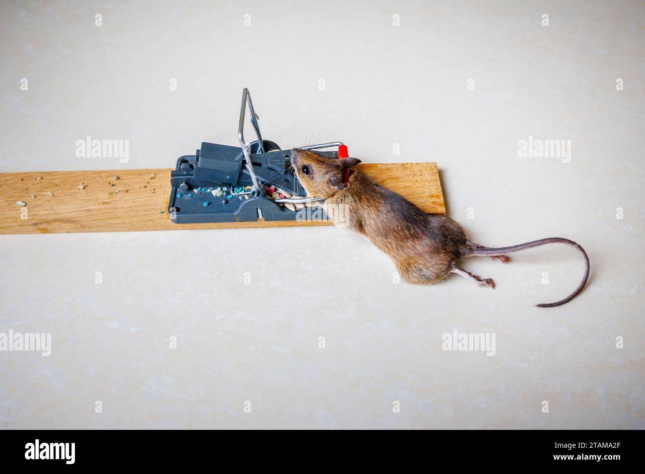 dead mouse caught in a spring mouse trap plain background cheese bait  baited Stock Photo - Alamy