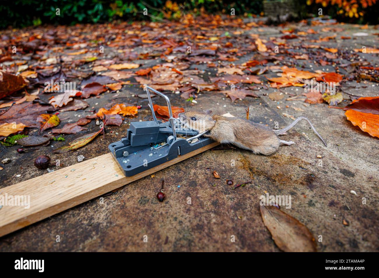 humane mouse trap - woman opening mouse trap outside in grass Stock Photo -  Alamy