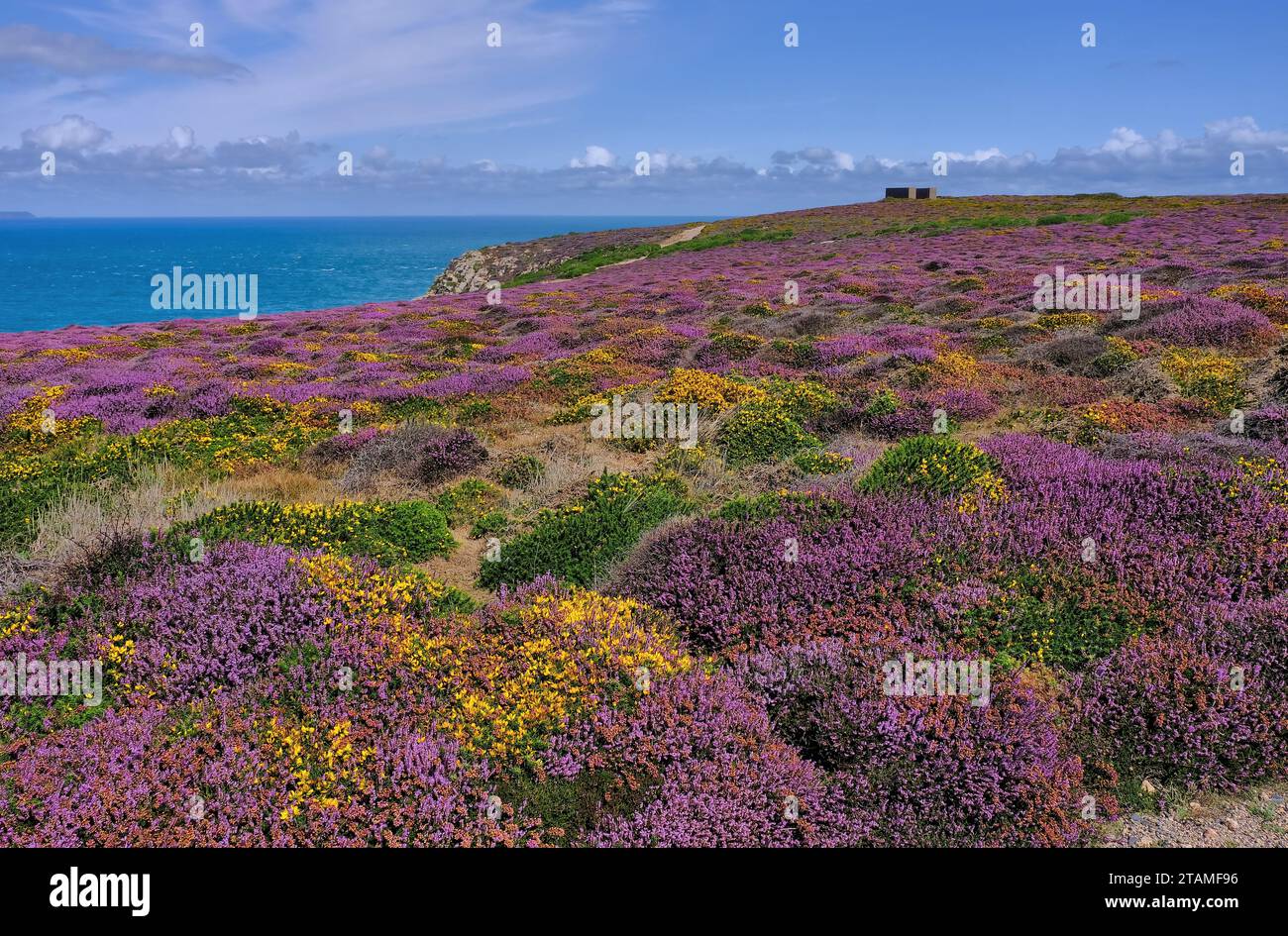 Colourful heather and gorse in bloom with German World War II installation on cliffs near Plemont, Jersey north coast, Channel Islands, UK Stock Photo